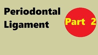 Periodontal ligament Part 2 development of pdl [upl. by Gillette480]