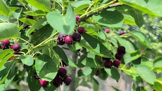 Harvesting serviceberry and planting eggplants [upl. by Ellehcyar]