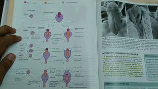 Development Of Male And Female External Genitalia  ANATOMY [upl. by Anaz]