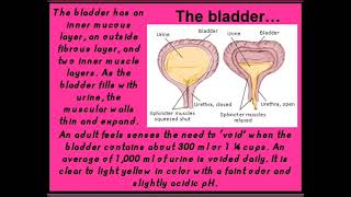 urinary system kidney medicalstudent bsc nursing [upl. by Assert]