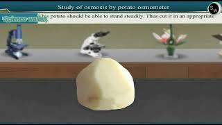 Study of osmosis by potato osmometer  Class 11 Biology [upl. by Anisamoht482]