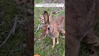 This family rescued a rabbit that was stuck in the backyard fence and then animalshorts [upl. by Ik]