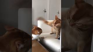 Orange Cattitude adjustments cats catlover catvideos tabbycat orangecat [upl. by Anirbus]