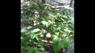 Cephalanthus occidentalis  Button Bush [upl. by Adnuhsat]