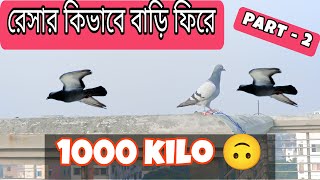 রেসার কিভাবে বাড়ি ফিরে । দ্বিতীয় অংশ । How do racing pigeon come back to home from 1000 KM [upl. by Lleral]