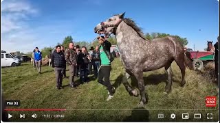 Targu de Cai de la Bratca Bihor  unu din cele mai mari targuri din zona [upl. by Ahsekyw]