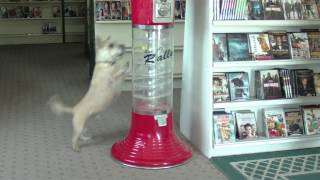 Barking Cairn Terrier Dog Attacks gumball machine in a Video Rental Store [upl. by Nylasoj]