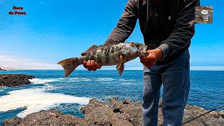 Al fin salió la cabrilla después de tanto buscarla  Learn how to fish for grouper [upl. by Gona]