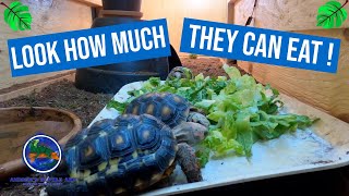 Feeding All of our Tortoises [upl. by Aeniah]