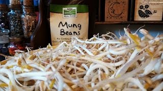 Mung Bean SproutsDIY The quotFlower Potquot Method [upl. by Riella786]