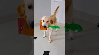 मेरा डॉगी घर के सारे काम करता है😭funnydogs shorts [upl. by Yadsendew]