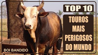 Top 10 Touros de Rodeio Mais Perigosos do Mundo Confira [upl. by Mw275]