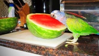 Funny Parrots 🐦 😂 Cute and Awesome Parrots Full Funny Pets [upl. by Carita530]