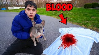 My Dog Found Blood… [upl. by Illac686]