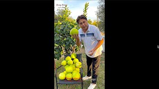 Home Grown Pomelo  Pomelo Fruit Picking [upl. by Prochora]