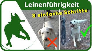 LEINENFÜHRIGKEIT dem Hund in 3 SCHRITTEN das Leine ziehen abgewöhnen  ganz einfach [upl. by Jilleen]