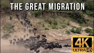 The Great Migration  Wildebeest Migration from the Serengeti to the Masai Mara Crossing Mara River [upl. by Herculie615]