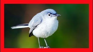 Bluegray Gnatcatcher Song Bluegray Gnatcatcher Call  Perlita Común Canto  Polioptila Caerulea [upl. by Tneciv]