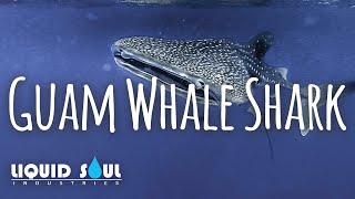 Guam Whale Shark  Guam  Liquid Soul Industries [upl. by Alida]