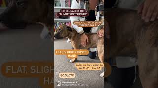 Learn the Effleurage Massage technique for your dog [upl. by Schechter]