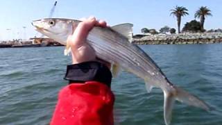 San Diego Bay Bonefish [upl. by Martguerita]