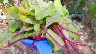 How to cook fresh Beetroot leaves in Kashmiri stylechugandar haak recipeDelicious n easy recipe [upl. by Eveiveneg180]