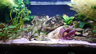 The Limia Islai aquarium [upl. by Petigny]