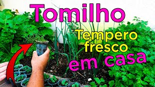 Como Plantar e Cultivar Tomilho em Vaso e Horta [upl. by Geffner]