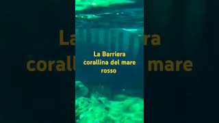 La Barriera Corallina Del Mare rosso [upl. by Keel]