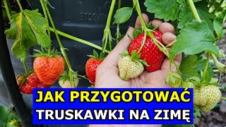 Nie Zimuj tak Truskawek Jak Przygotować Truskawki na Zimę w Gruncie Donicy Beczce Kora Nawożenie [upl. by Boys534]