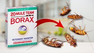 Homemade Way To Kill Roaches Its Easy [upl. by Alla]