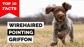 Wirehaired Pointing Griffon  Top 10 Facts [upl. by Atiuqram]