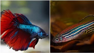 Can zebra fish and betta live together can male betta and zebra danio share the same fish tank [upl. by Aniger400]