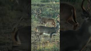 “Ashes to ashes dust to dust” How far do you think he ran deerhunting bowhunting hunting [upl. by Ring449]