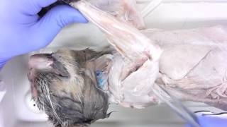 Cat Dissection Upper Forelimb [upl. by Goulder133]