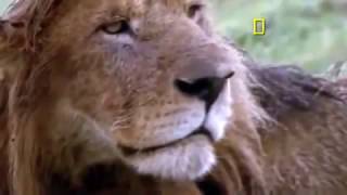 Documental de Leones Desde que Nacen Hasta que Mueren Documentales National Geographic Español [upl. by Loy211]