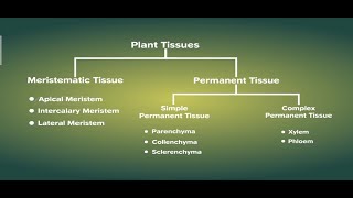 Plant Tissues  Part II Meristematic  Permanent Tissues  Class 9 Biology [upl. by Kimitri790]