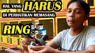 Cara Tepat Memasang Ring dan Fungsinya Pada Piyek Merpati [upl. by Garnett504]