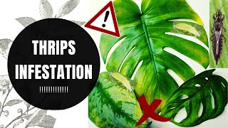 HOW TO DEAL WITH A THRIP INFESTATION on Houseplants  Pest Treatment [upl. by Klemperer]