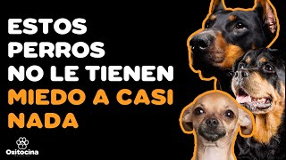 TOP 7 RAZAS DE PERROS TERRITORIALES [upl. by Anaik]