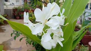 How to take care of Ginger lily or Hedychium CoronariumVasa Vasanthi in Telugu [upl. by Bronk]