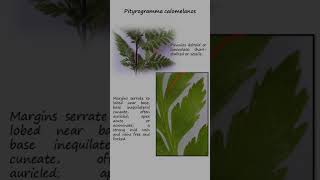 Silverback fern Pityrogramma calomelanos Family Pteridaceae Fern identity Plants [upl. by Rab]