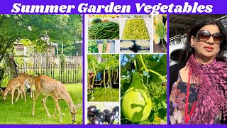 Amazing Summer Vegetable Garden [upl. by Blackmun]