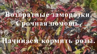 Возвратные заморозкиСрочная помощь Начинаем кормить розы Питомник растений Е Иващенко [upl. by Aiyotal]