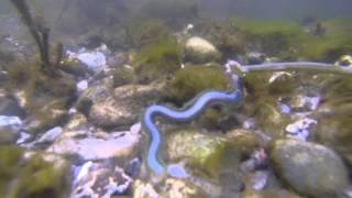 Seeringelwurm Nereis diversicolor laichen schwärmen GoPro Hero 3 Unterwasseaufnahme Ragworm [upl. by Esojnauj]