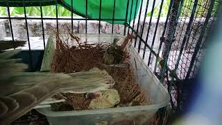 PROVEN BREEDER RINGNECK DOVE WITH NEWLY HATCHED 2 LITTLE BABY BIRDS [upl. by Ellmyer]