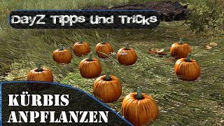 █▀▄ LP  DayZ  Tipp5  Feld anlegen und Pflanzen ▄▀█ [upl. by Eugilegna]