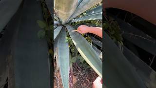 Sisal harvesting and cutting process [upl. by Ashraf552]