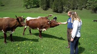 Loitzhof – Urlaub am Bauernhof in Untertauern im Salzburger Land [upl. by Hooge995]