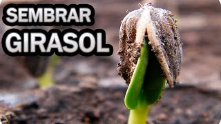 Como Cultivar Girasoles  Sembrar Las Pipas  La Huertina De Toni [upl. by Aloise]